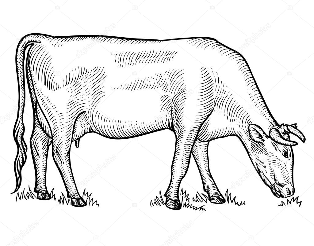 Cow grazing on meadow. Cow in graphical style. Hand drawn vector illustration