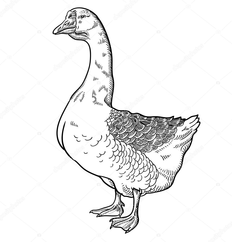 White goose, goose hand drawn, vector illustration sketch, goose isolated on a white background