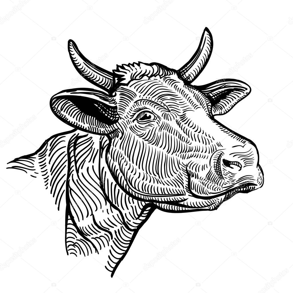 Cow head close up, in a graphic style. Vintage illustration isolated on white background