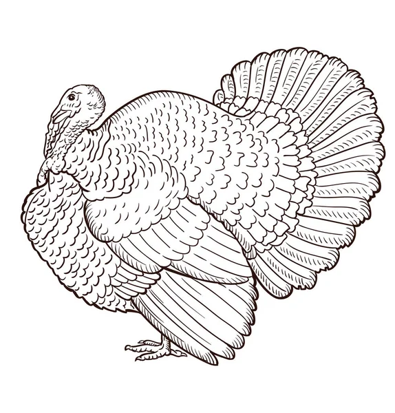 Турция Контур Изолирован Белом Фоне Птица — стоковый вектор