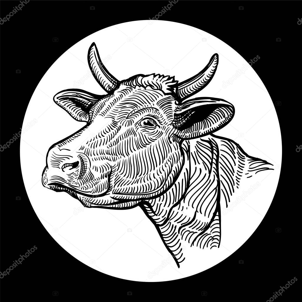 Cows head. Hand drawn in a graphic style. Isolated on white background
