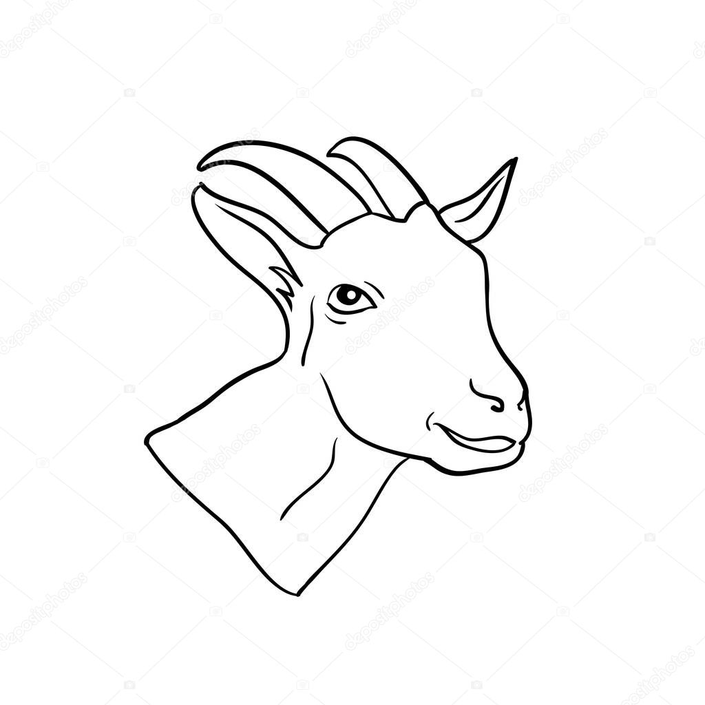 Head Goat isolated, animal drawn in line