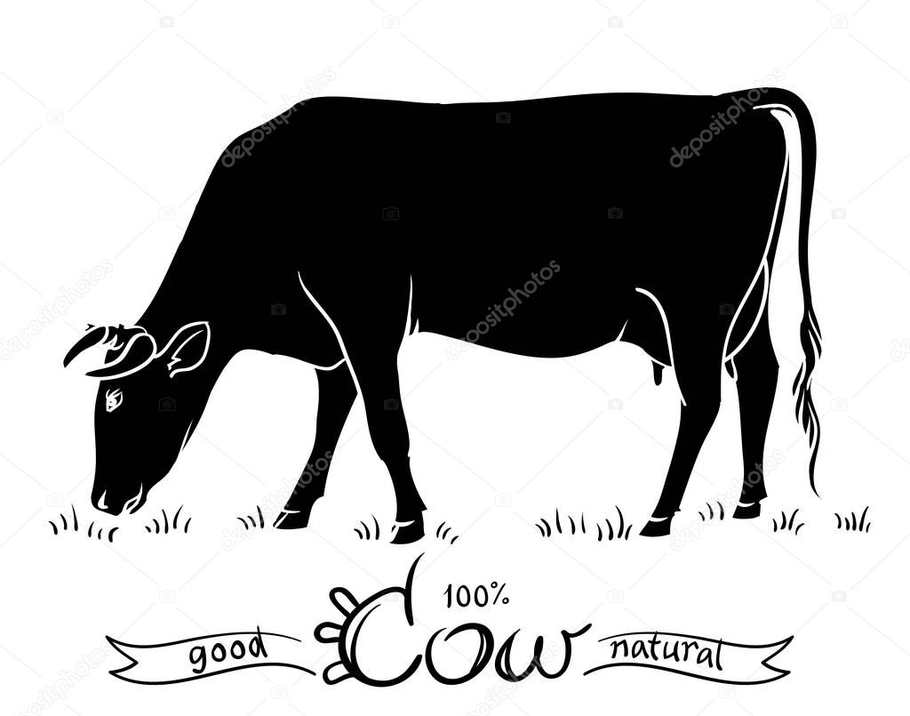 Cow isolated. Black and white silhouettes of a cow
