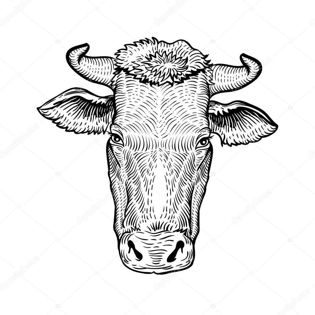 Cows head, in a graphic style hand drawn illustration. Cow isolated on white background