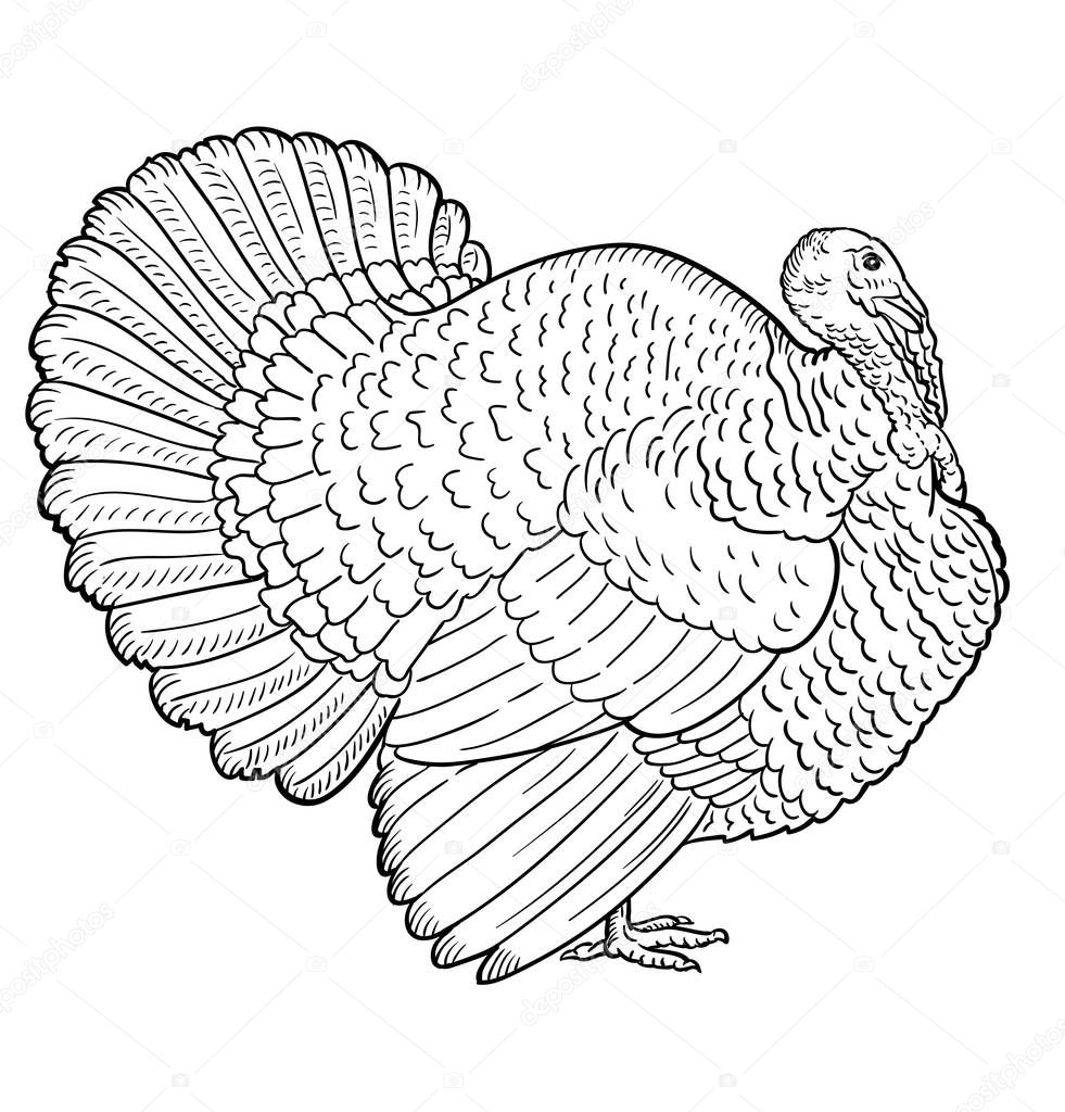 White turkey, illustration sketch, turkey isolated on a white background