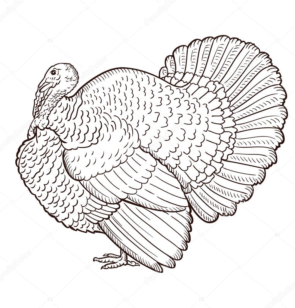 Turkey contour isolated on the white background, bird