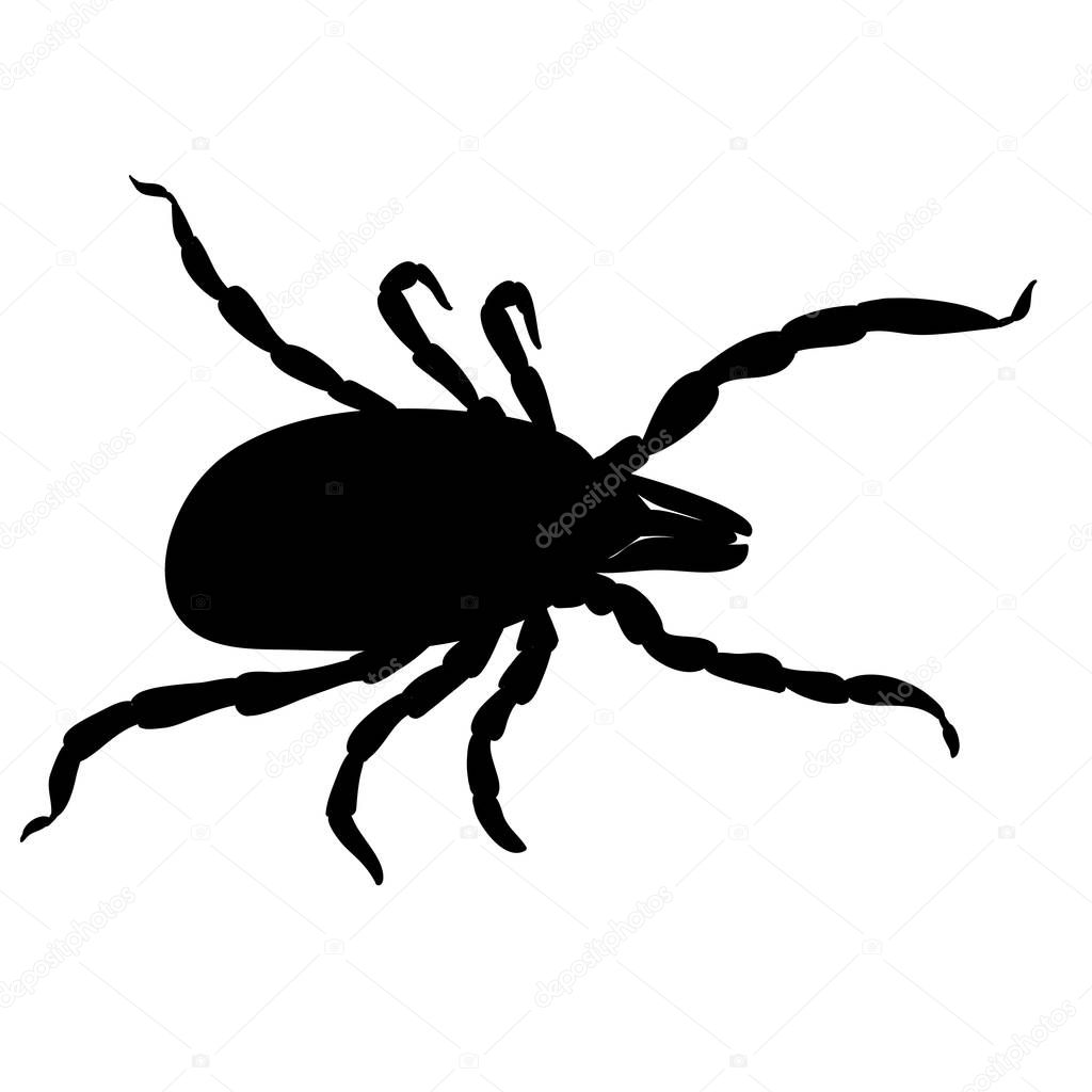 Mite parasites. Tick silhouette isolated on white background. Tick parasite, tick insect. Sketch of Tick