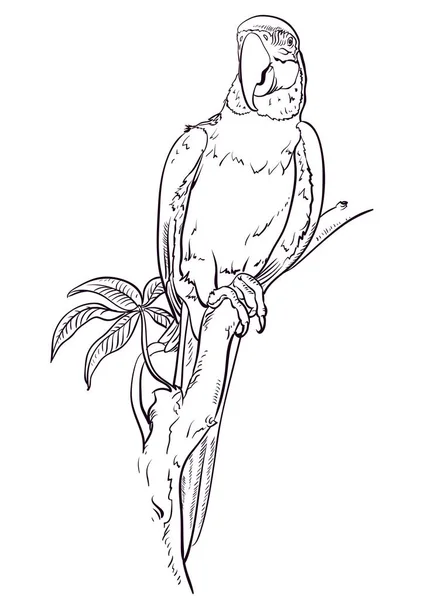 Папуга Макаве Сидить Гілці Розмальовки Пташиний — стоковий вектор