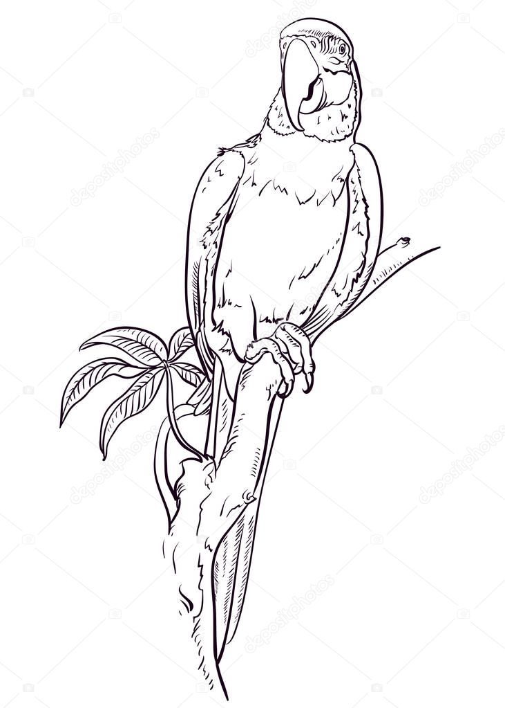 Parrot macaw sits on the branch. Coloring pages. Bird