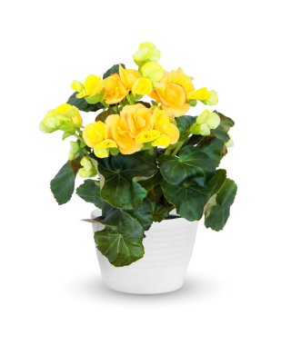 çiçekli Begonia beyaz bitti izole bir saksı bitki