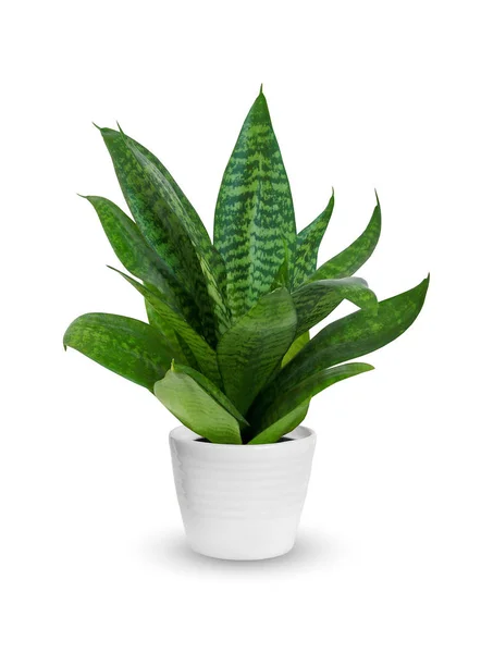Young Sansevieria Potted Plant Isolated White — Stock Photo, Image
