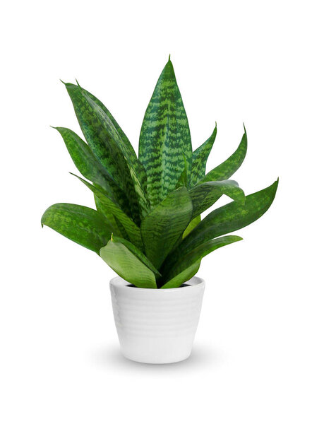 Young Sansevieria a potted plant isolated over white