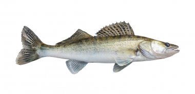 zander, üzerinde beyaz izole