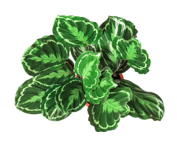 houseplant - Calathea roseopicta wh üzerinde izole bir saksı bitki