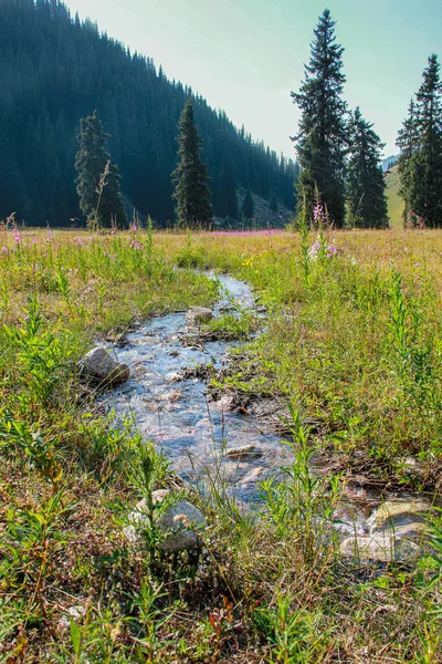 Kreek in een bergvallei Kazachstan. Ile-Alatau National P — Stockfoto