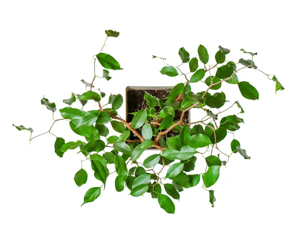 Krukväxt-unga ficus benjamina en kruk växt isolerad över — Stockfoto