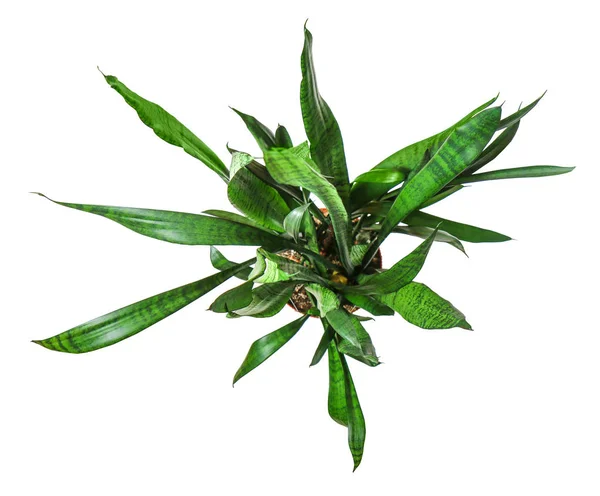 Φυτό σπίτι-νέος Sansevieria μια γλάστρα φυτό απομονωμένη πάνω από Γουίτ — Φωτογραφία Αρχείου