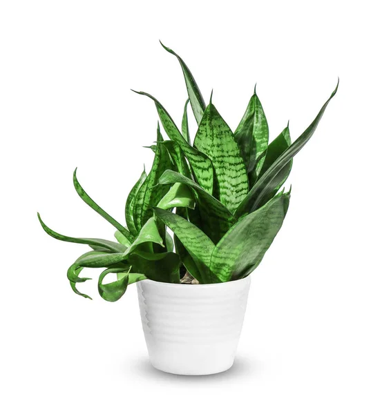 Houseplant - young Sansevieria trifasciata a potted plant isolat — Stock Photo, Image