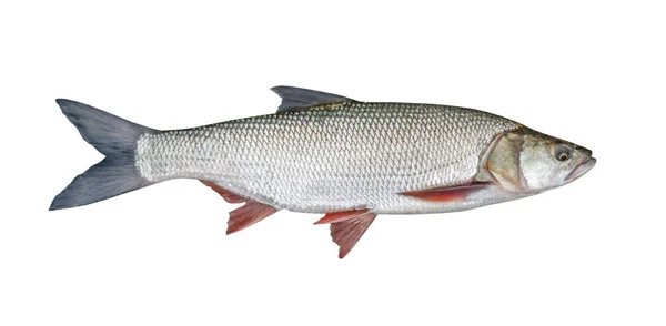 Риболовля Catch-Aspius, ізольовані над білим — стокове фото
