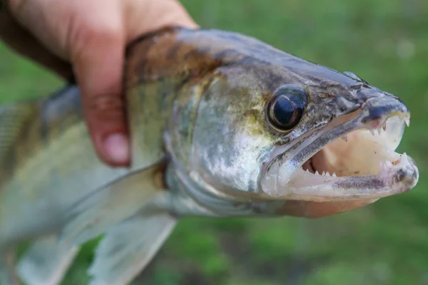 Gefangen Zander in der Hand eines Fischers — Stockfoto