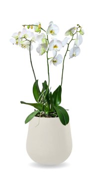 Orkide (Phalaenopsis) üzerinde izole beyaz çiçekleri ile bir tencerede 