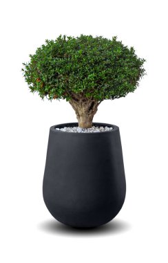 Mersin (mersin) ağacı, Bonsai beyaz üzerinde izole edilmiş saksı bitkisi