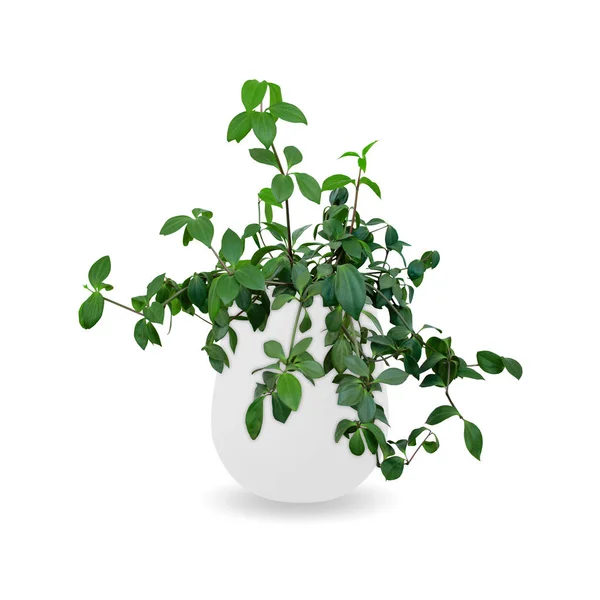 Peperomia glabella a potted plant isolated over white — Stock Photo, Image