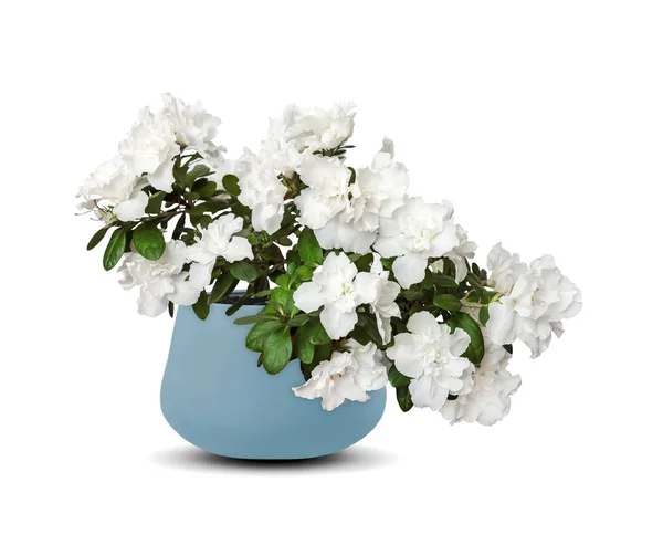 Azalée blanche en pot de fleurs (Rhododendron) isolée sur blanc — Photo