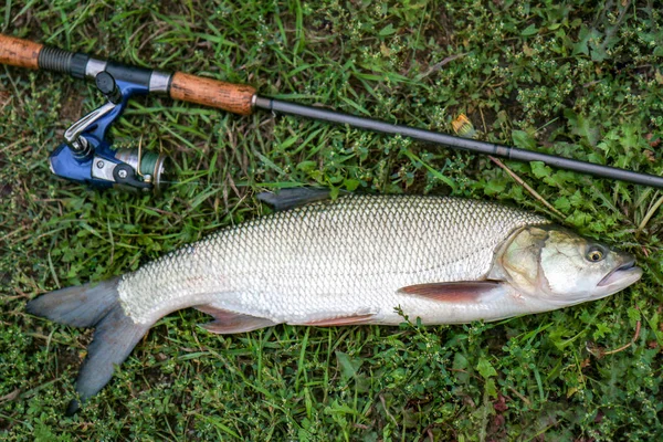 Fiske fångst stor aspius över gräs — Stockfoto