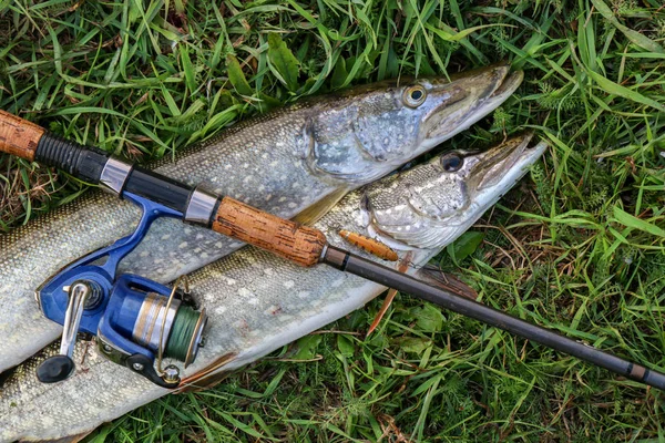 Vissen vangen pike op het gras en vistuig — Stockfoto