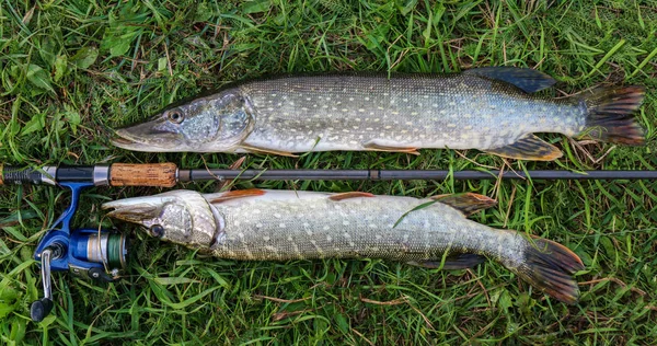 Vissen vangen pike op het gras en vistuig — Stockfoto