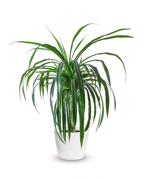 Beautiful tropical plant Pandanus tree, Palm Pandan a potted pla — Stock Photo, Image