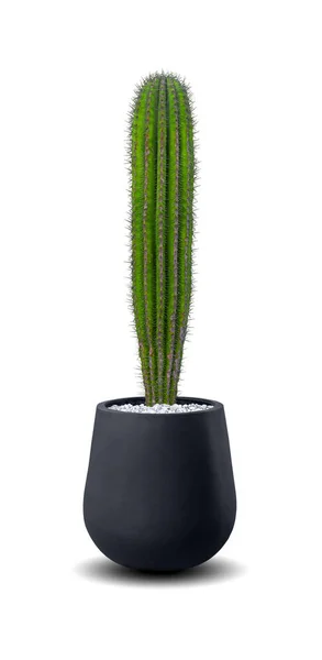 Echinopóza kaktusové rostliny izolované přes bílou — Stock fotografie