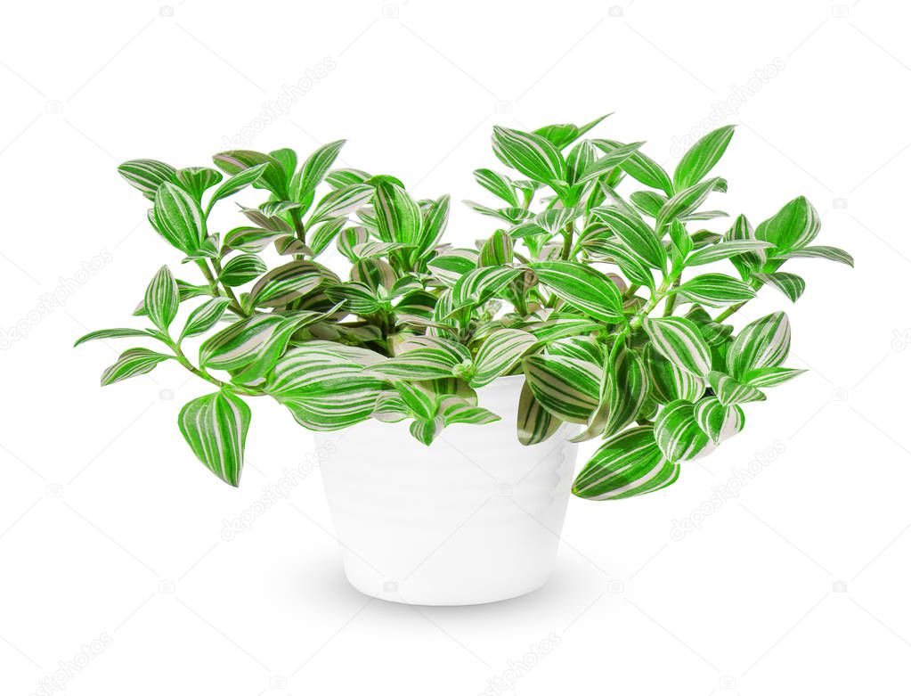 Tradescantia (Zebrina pendula, inchplant or wandering jew) a pot