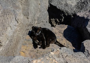 siyah volkanik tüf bir arka plan üzerinde siyah kedi