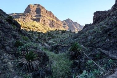 Gorge Masca hiking. Volkanik ada. Ada Tenerife, Kanarya Adaları, İspanya dağlarında.