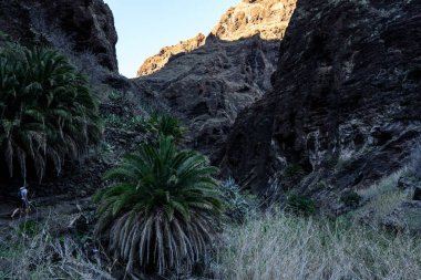 Gorge Masca hiking. Volkanik ada. Ada Tenerife, Kanarya Adaları, İspanya dağlarında.