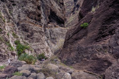 Gorge Masca hiking. Volkanik ada. Ada Tenerife, Kanarya Adaları, İspanya dağlarında.