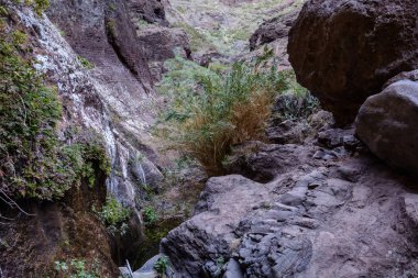 Gorge Masca hiking. Volkanik ada. Ada Tenerife, Kanarya Adaları, İspanya dağlarında.