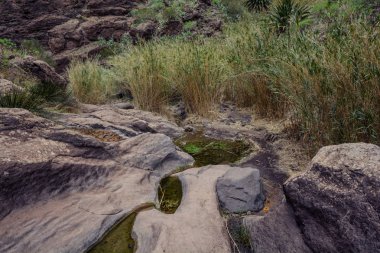 Gorge Masca hiking. Volkanik ada. Ada Tenerife, Kanarya Adaları, İspanya dağlarında.