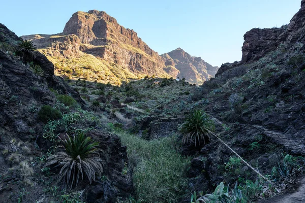 Gorge Masca hiking. Volkanik ada. Ada Tenerife, Kanarya Adaları, İspanya dağlarında.
