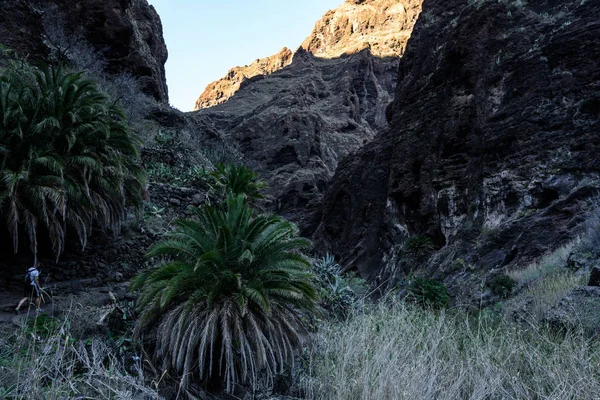 Hiking in Gorge Masca. Volcanic island. Mountains of the island of Tenerife, Canary Island, Spain. — Stock Photo, Image