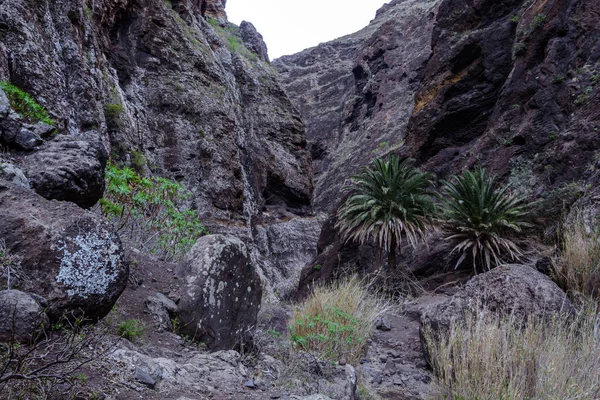 Hiking in Gorge Masca. Volcanic island. Mountains of the island of Tenerife, Canary Island, Spain. — Stock Photo, Image