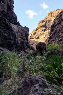 Gorge Masca hiking. Volkanik ada. Ada Tenerife, Kanarya Adaları, İspanya dağlarında.