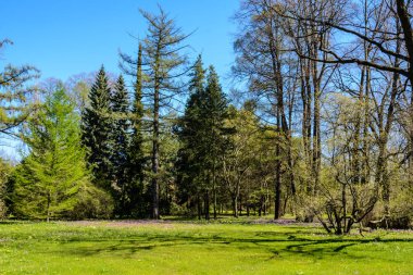 yeşil çim güzel bir parkta. Bahar geliyor.