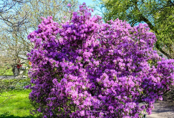 La llegada de la primavera en el bosque, brotes en los árboles florecen, follaje floración — Foto de Stock