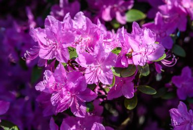 ağaçların bahar çiçekli. güzel çiçeklenme sakura. Kiraz çiçeği çiçekleri