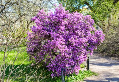 Ormanda baharın gelişi, ağaçlardaki tomurcuklar çiçek açar, yapraklar çiçek açar