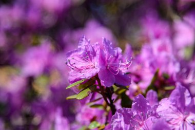 ağaçların bahar çiçekli. güzel çiçeklenme sakura. Kiraz çiçeği çiçekleri