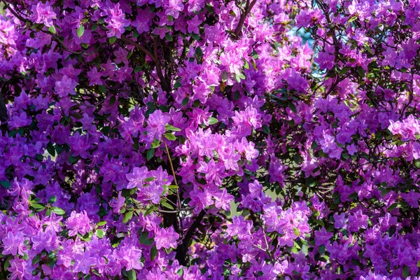 Весеннее цветение деревьев. красивая цветущая сакура. Цветущая вишня — стоковое фото